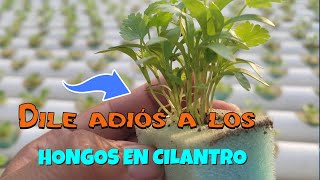 Cultivo de cilantro en modalidad hidroponico [upl. by Hnahk185]