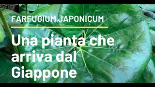 Farfugium japonicum una pianta che arriva dal Giappone [upl. by Clarabelle]