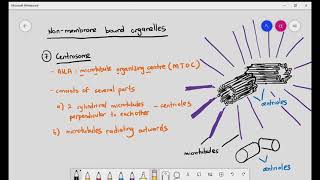 17 Ribosomes Centrosomes Cilia amp Microvilli Cambridge A level Bio [upl. by Acnairb543]