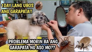 Pinaka Mabisang Pamatay Ng Garapata Ng ASOTICK AND FLEA TREATMENT [upl. by Gaston]