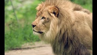 THE LION KING Visits the Bronx Zoo Lion Exhibit [upl. by Eeuqram758]