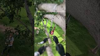 Retrievable Redirect for Arborists amp Tree Climbers arborist climbing treeclimbing redirect [upl. by Bridgid]