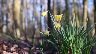 Hallerbos 24 februari 2019 [upl. by Rahsab]