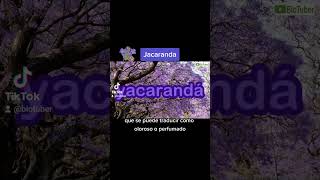 quotCuriosidades sobre la Jacarandaquot 💜Video Completo en mi canal 😉 [upl. by Edlihtam917]