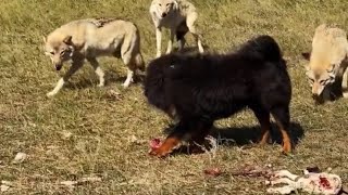 TIBETAN MASTIFF VS 3 WOLVES Must Watch [upl. by Kaenel]