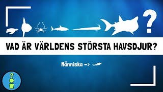 VAD ÄR VÄRLDENS STÖRSTA HAVSDJUR [upl. by Esihcoc531]