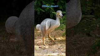 Dodo Bird 🦤 Unraveling the Secrets of a Lost Species🕵️ dodo shorts facts animals [upl. by Ayyidas]