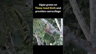 Three Toed Sloth  National Animal Of Costa Rica [upl. by Ahsekal]