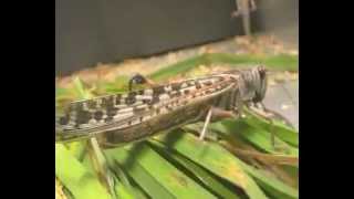 Understanding the energy transfers in a locust [upl. by Anelam538]