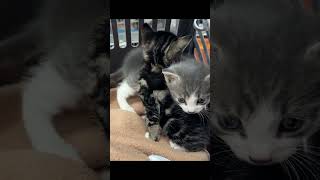 Kittens Get Rescued From a Roof [upl. by Liggitt280]