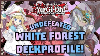 1ST PLACE UNDEFEATED WHITE FOREST CENTURION  DECK PROFILE AUGUST 2024  YUGIOH [upl. by Tyre148]