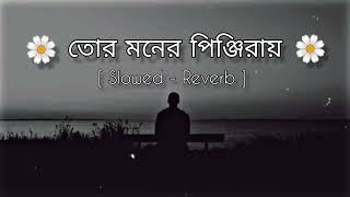 Tor Moner Pinjiray  Slowed amp Reverb  তোর মনের পিঞ্জিরা  Sed Song [upl. by Conrado77]