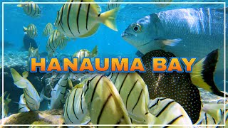 HANAUMA BAY ⛱️ One of the Best Snorkeling Spots in the World 🌴 Hawaii 4K Tour [upl. by Yelrahs]