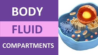 Body Fluid Compartments Intracellular Extracellular Interstitial Plasma Transcellular [upl. by Gilcrest674]