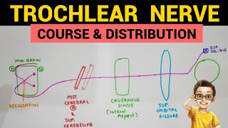 Trochlear Nerve  2  Complete Notes [upl. by Gariepy]