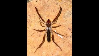 Solifugae  wind spider camel spider wind scorpion sun spider [upl. by Older]