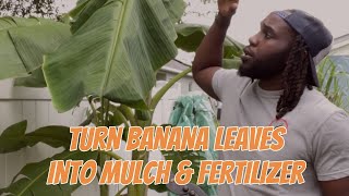 How to use banana leaves as mulch and fertilizer [upl. by Anail]