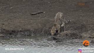 Su içen Çitayı Timsah böyle yakaladı Cheetah vs Crocodile [upl. by Eceinal]