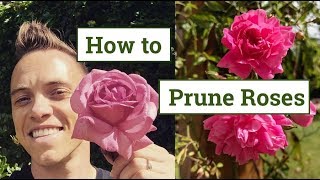 How to Prune Roses the Beginners Guide [upl. by Lattonia]