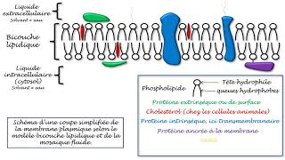 schéma simplifié de la membrane plasmique selon le modèle bicouche lipidique et mosaïque fluide [upl. by Cuttler464]