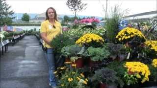 Caring for Asters with Stauffers of Kissel Hill [upl. by Hymen]