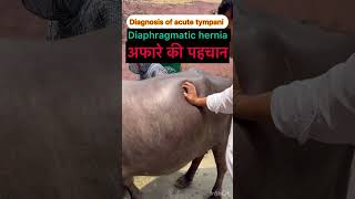 Diaphragmatic hernia l Recurrent tympani l dr Umar khan [upl. by Ylram83]