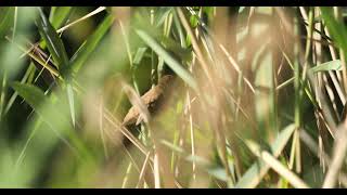 The reed warbler Der Teichrohrsänger 2 birds [upl. by Scurlock]