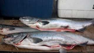 Chinook salmon fishing on the Alsea river with my wife [upl. by Sand269]