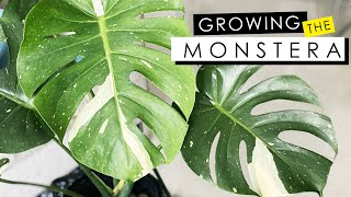 MONSTERA DELICIOSA CARE  GROW WITHOUT SOIL FERTILIZER amp DEALING WITH ROOT ROT [upl. by Atrice309]