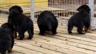 Rottweiler puppies 4 weeks old [upl. by Lanahtan]