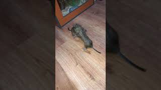 Morosanu vs Ghita  varianta veveritelor degu fight degu [upl. by Al]