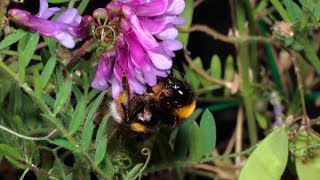 ABEJORRO Bombus terrestris libando flores de VEZA VELLOSA [upl. by Allertse]