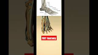 The ANATOMY Of Walking Foot shorts anatomy skeletalfoot foot skeletalsystem [upl. by Kitarp]