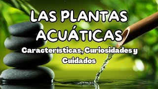 LAS PLANTAS ACUÁTICAS Características Curiosidades y Cuidados [upl. by Sandell562]