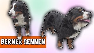 IK WIL EEN BERNER SENNEN  DierenpraatTV [upl. by Arada]