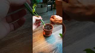 Rhaphidophora Tetrasperma PROPAGATION [upl. by Ellis]