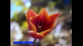 Glade PlugIns Tulip Commercial 1993 [upl. by Koh]