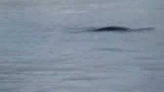 Loch Ness Monster Spotted Nessie New Footage 6307 [upl. by Bucher]