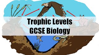 Trophic Levels  GCSE Biology [upl. by Leavelle]