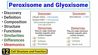 Peroxisomes and Glyoxisomes  Similarities and Differences  Structure and Function [upl. by Aerdnac]