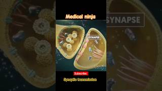 Synapse physiology3d animationmedicaleducation animation physiology neetpg shorts [upl. by Sianna730]