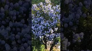 Ceanothus English garden [upl. by Eicul670]