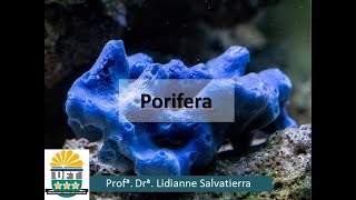 Filo Porifera  Disciplina de Invertebrados  Turma UFTBiologia [upl. by Nanis442]