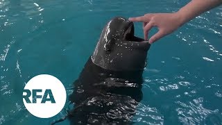 Smiling at Danger China’s Finless Porpoise Fights to Survive  Radio Free Asia RFA [upl. by Heyman670]