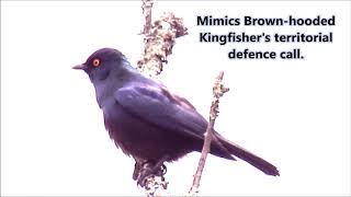 Blackbellied Starling mimicking [upl. by Kieryt]