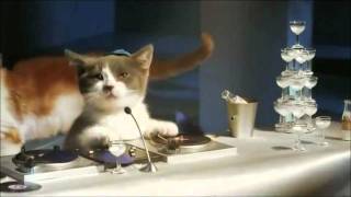 Les chatons Telecom pub Bouygues [upl. by Ilsel]