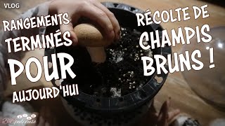 VLOG  Rangements terminés pour aujourdhui  Récolte de champis frais avec les filles 💗 [upl. by Laurice]