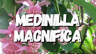 Medinilla Magnifica Guia Completo Desta Planta [upl. by Anirtik]