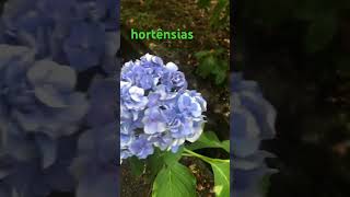 hortensia アジサイ hydrangea [upl. by Ferri]