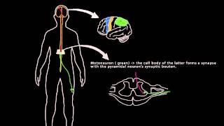 Voluntary Movement Neurons and muscles [upl. by Meesan]